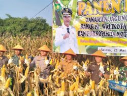 Wali Kota Prabumulih Hadiri Panen Jagung Tahap III