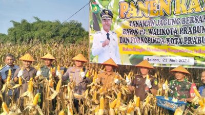 Wali Kota Prabumulih Hadiri Panen Jagung Tahap III